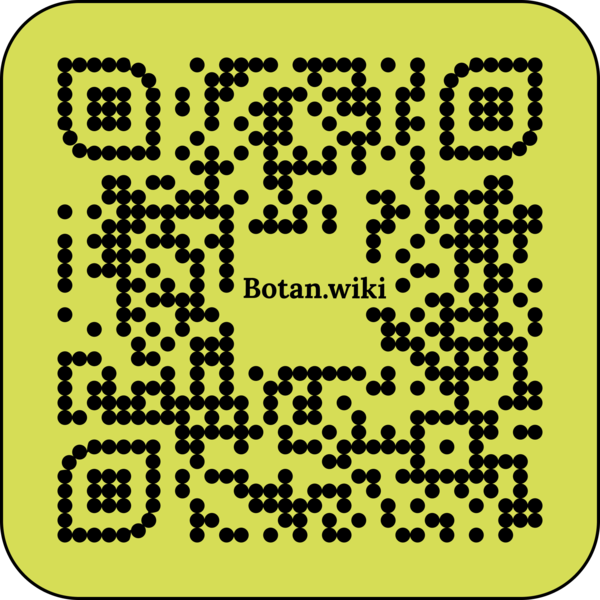 File:Fermi Kolesnikov.png