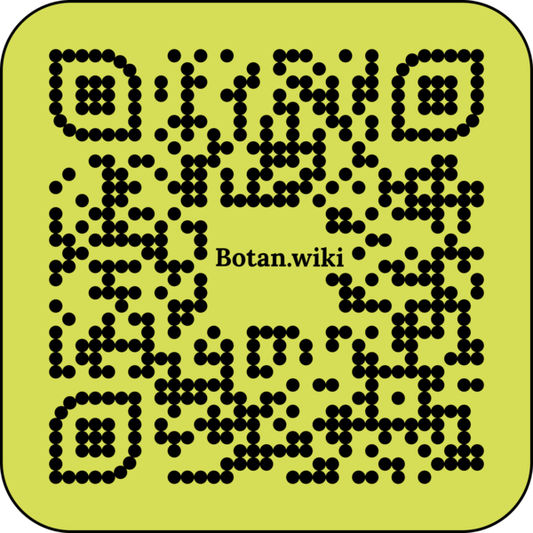 File:Biblio dictionary.png